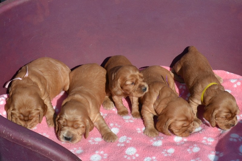 26-Idol, Icon, Ina, Ira, Iris.JPG